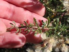 Baccharis neaei