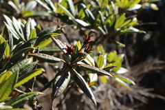 Rhododendron pseudochrysanthum