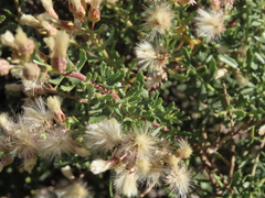 Baccharis neaei