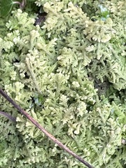 Trichocolea tomentella