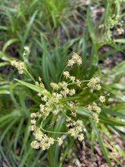 Juncus biflorus
