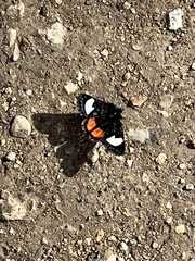 Psychomorpha epimenis