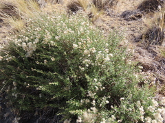 Baccharis neaei