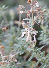 Syncolostemon
