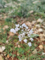 Allium neapolitanum