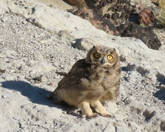 Bubo virginianus magellanicus