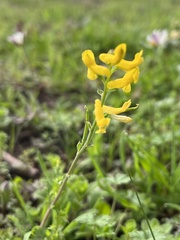 Corydalis aurea