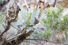 Greyia sutherlandii