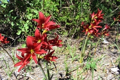 Zephyranthes bifida