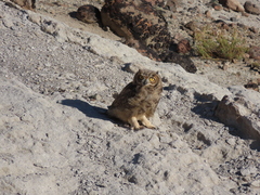 Bubo virginianus magellanicus