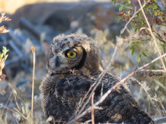 Bubo virginianus magellanicus