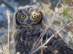 Bubo virginianus magellanicus