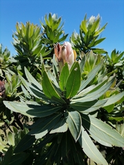 Protea