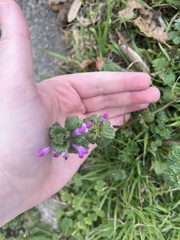 Lamium amplexicaule