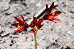 Zephyranthes bifida