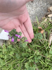 Lamium amplexicaule