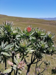 Protea