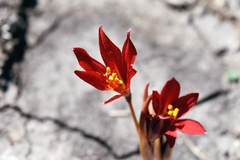 Zephyranthes bifida