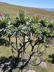 Protea