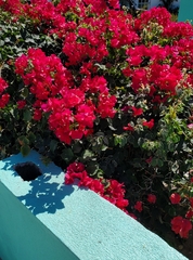 Bougainvillea spectabilis