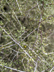 Condalia globosa pubescens