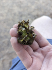 Salvinia molesta