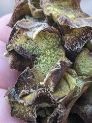Salvinia molesta