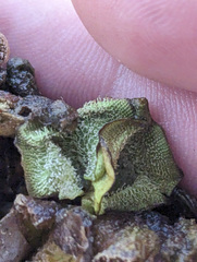 Salvinia molesta