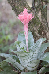 Aechmea fasciata