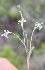 Wahlenbergia neostricta