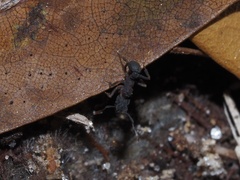 Cyphomyrmex rimosus