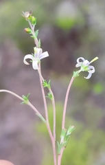 Wahlenbergia neostricta