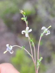 Wahlenbergia neostricta