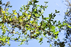 Achatocarpus praecox