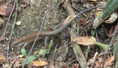 Ameiva praesignis