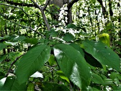 Prunus virginiana virginiana