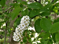 Prunus virginiana virginiana