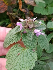Lamium purpureum