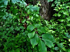 Prunus virginiana virginiana