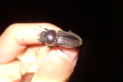 Dorcus rectus rectus