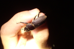 Dorcus rectus rectus