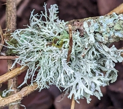 Ramalina farinacea