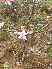 Rhododendron canescens