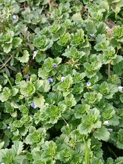 Veronica persica