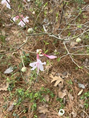 Rhododendron canescens