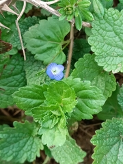 Veronica persica