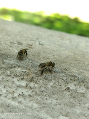 Lepidotrigona terminata