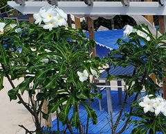 Plumeria
