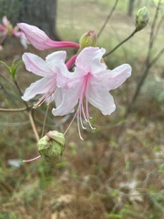 Rhododendron canescens
