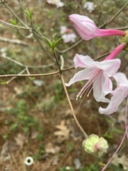 Rhododendron canescens